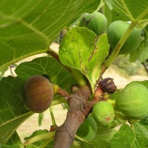 Ficus Carica, Figovník jedlý ´PERRETTA´, kont. C1L, výška: 50-70 cm (-15°C)